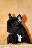 BOULEDOGUE FRANCAIS 808